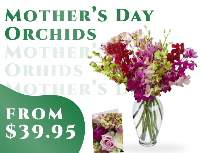 Orchid Specials