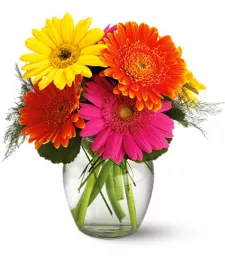 Chirpy Gerberas