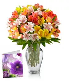 50 Blooms of Alstroemeria